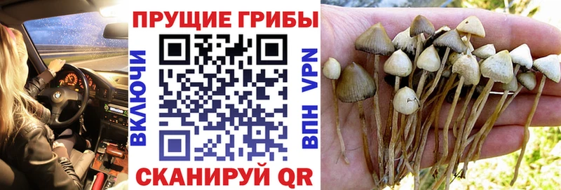 Галлюциногенные грибы мухоморы  магазин продажи наркотиков  Иваново 
